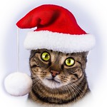 359/365 - Merry Christmas