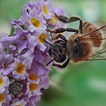 Bee and flowers