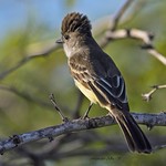 Manuelito (Myiarchus stolidus) Stolid Flycatcher