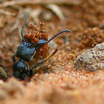 the industrious ant...