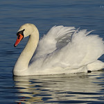 Mute swan (Cygnus olor).