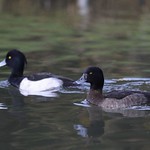 Tufted Duck pair