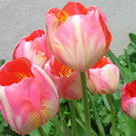 Some Rembrandt Tulips