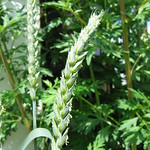 Spikelets