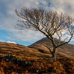 Mull, Sunlit Tree