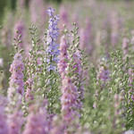 Divergence *-*-- &deg;