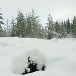 I think I deserve the Silver Star today. I have been making trails for elks and deers, I sunk in the snow up to my thigh.