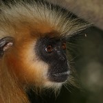 Golden Langurs at Peacock Island (9)
