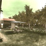 Shaking the avocado tree