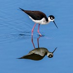 SJWR - Black Necked Stilt_5857