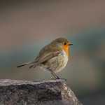 Rocking Robin Rocking Robin