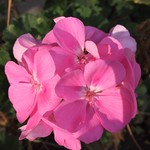 GERANIUM