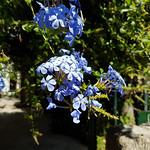 Again no clue what it is, besides pretty :)