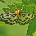 DSC_3643 Brandnetelmot / the small magpie