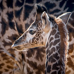 Harriet's LIttle Boy