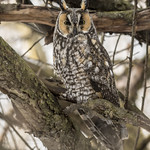 Long-eared Owl (Asio otus)