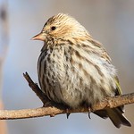pine siskin at Lake Meyer Park IA 854A9991