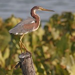 Tri-Colored Heron
