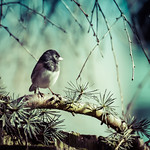 Who's a pretty bird?