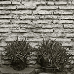 Jardín contra el muro