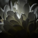 Elena, dulce gata salvaje...