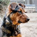 Puppy Dog Gus - New Zealand Huntaway.