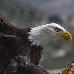 Haliaeetus leucocephalus, _DSC5055