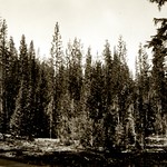 1930. Whitehorse lodgepole pine stand. Crater Lake National Park.