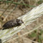 Agrypnus murinus