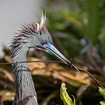 Tricolored Heron