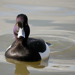 Tufted duck