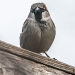 House Sparrow 10