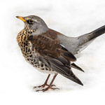 Fieldfare