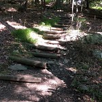 Wooded Steps