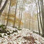 Snow in Autumn
