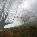 Walking Among Giants