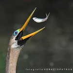 ANHINGA ...toma en LAGO DE REGATAS .10.000 ISO BUENOS AIRES .PALERMO- ARGENTINA