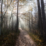 morning in the forest