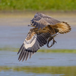 buckley's hole - juvenile white-bellied sea eagle #3
