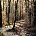 Winter in the Forest