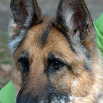 "Radha" 11 years old_012