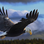American Bald Eagle