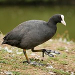 Coot