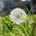 Dandelion fluff （タンポポの綿毛）
