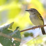 Poecilotriccus sylvia