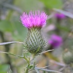 Cirsium vulgare