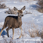 Snow Doe