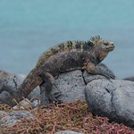 Marine Iguana: Amblyrhynchus cristatus cristatus