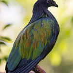 Nicobar pigeon on the branch