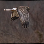 "Gray Ghost" Is What They Call Him II